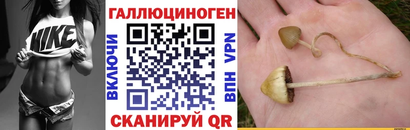 закладки  Белореченск  ссылка на мегу онион  Псилоцибиновые грибы Psilocybine cubensis 